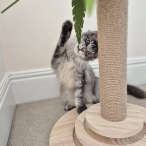 ginger maine coon kittens for sale united states