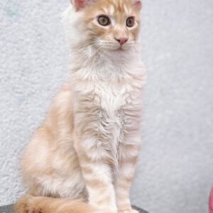 giant maine coon kittens for sale united states