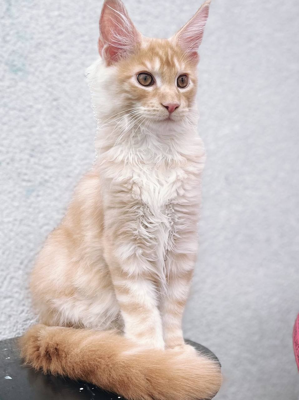 giant maine coon kittens for sale united states
