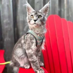 polydactyl maine coon kittens for sale united states