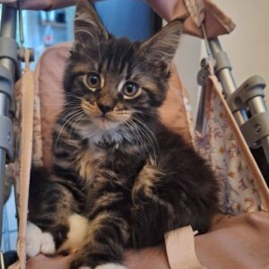 purebred maine coon kittens for sale united states