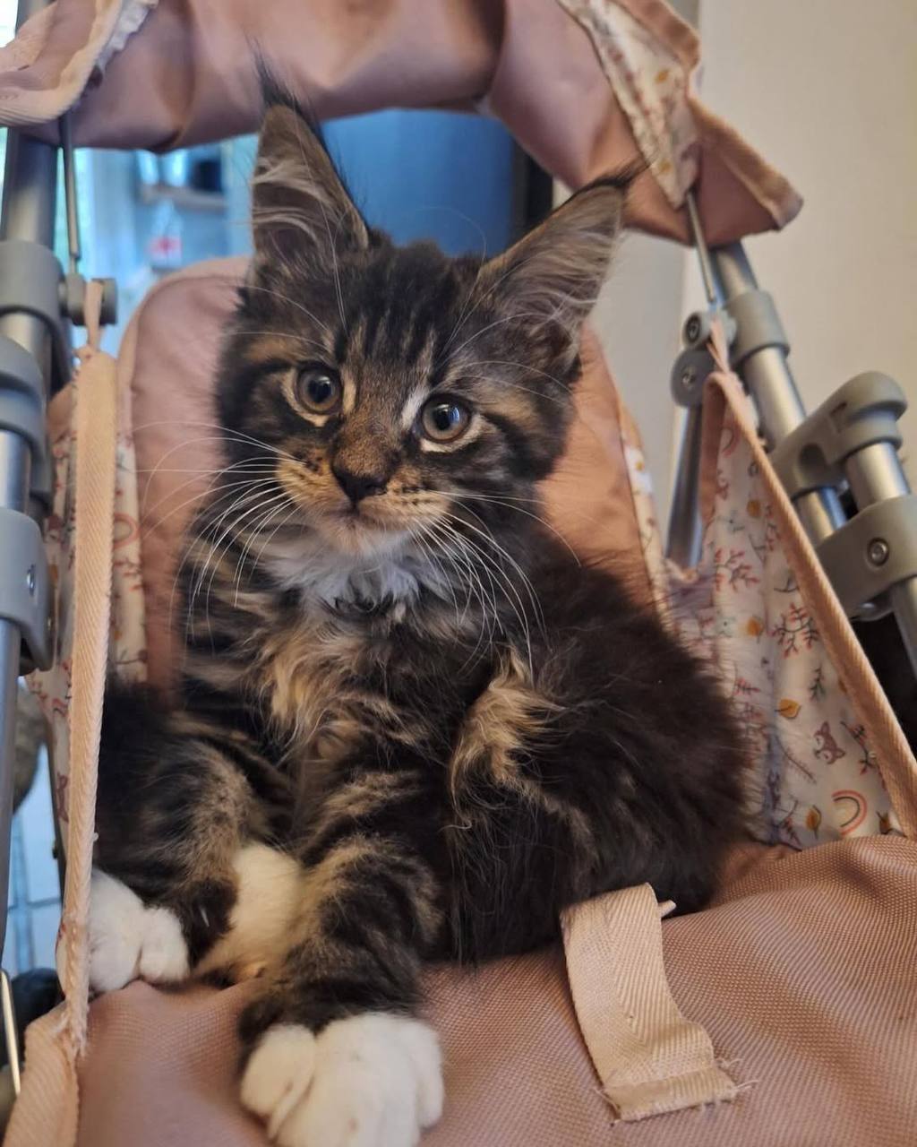 purebred maine coon kittens for sale united states
