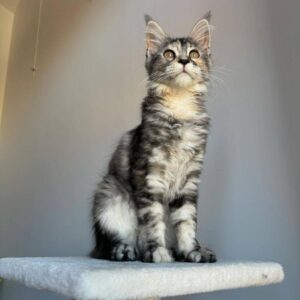 blue maine coon kittens for sale united states