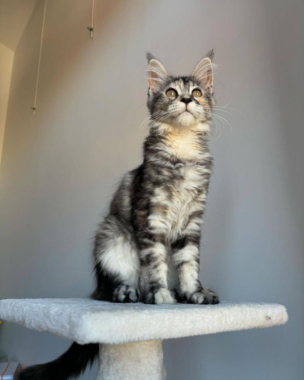 blue maine coon kittens for sale united states