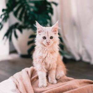 maine coon kittens for sale western united states