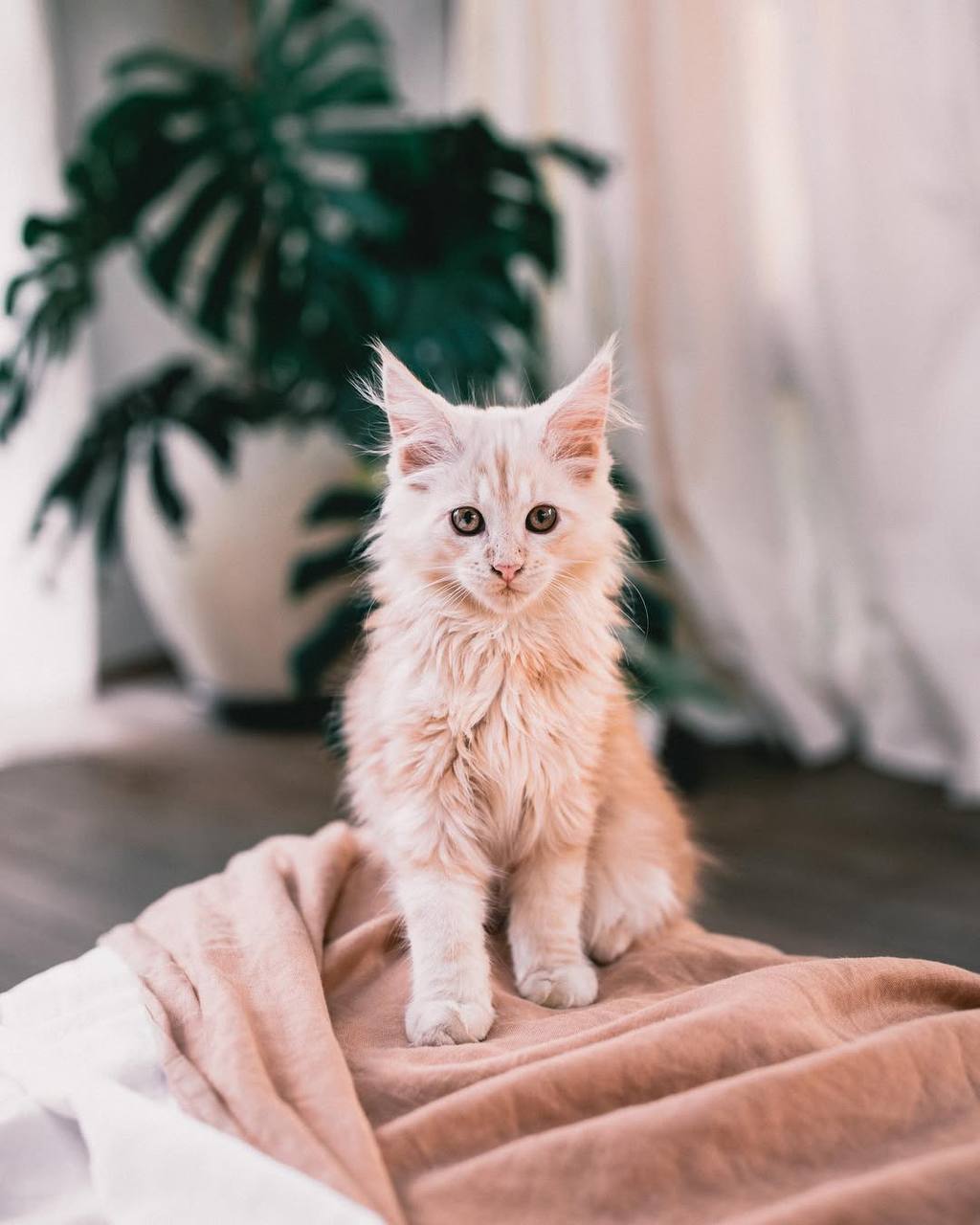 maine coon kittens for sale western united states