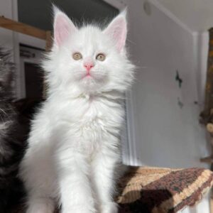 maine coon kittens for sale florida