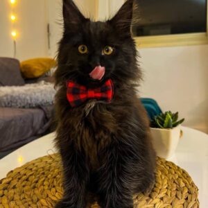 maine coon kittens for sale near me cheap