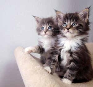 maine coon kittens for sale united states cheap