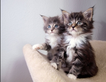 maine coon kittens for sale united states cheap