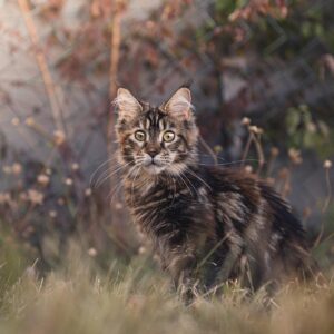 maine coon kittens for sale united states