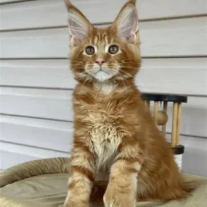 maine coon kittens for sale indiana price near me