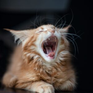 maine coon kittens for sale indiana cheap