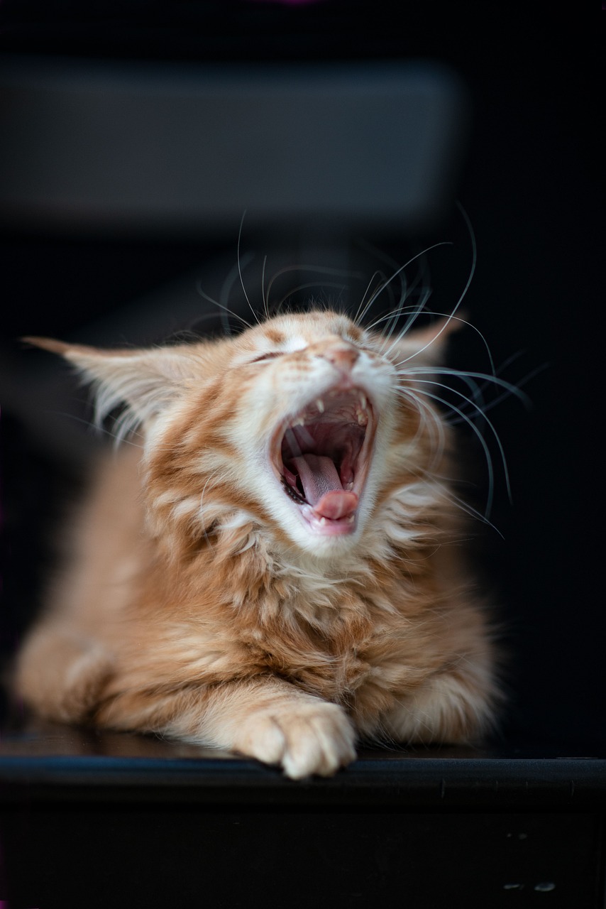 maine coon kittens for sale indiana cheap