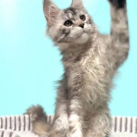 maine coon kittens for sale near me craigslist