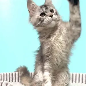maine coon kittens for sale ohio under $500 near